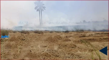 65 محضر.. ضبط مخالفات حرق قش الأرز في الشرقية خلال حملة مكثفة